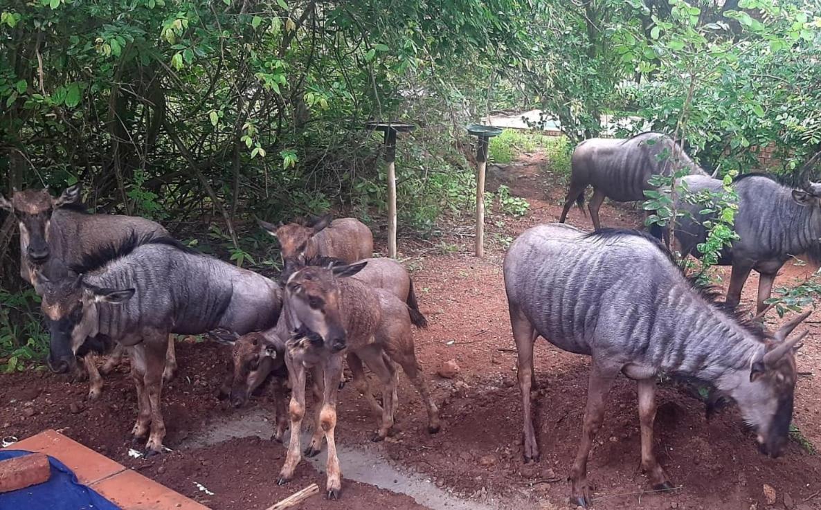 Nature House Villa Marloth Park Luaran gambar